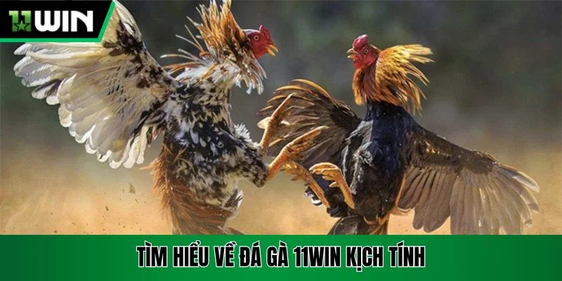 Tìm hiểu về đá gà 11win kịch tính